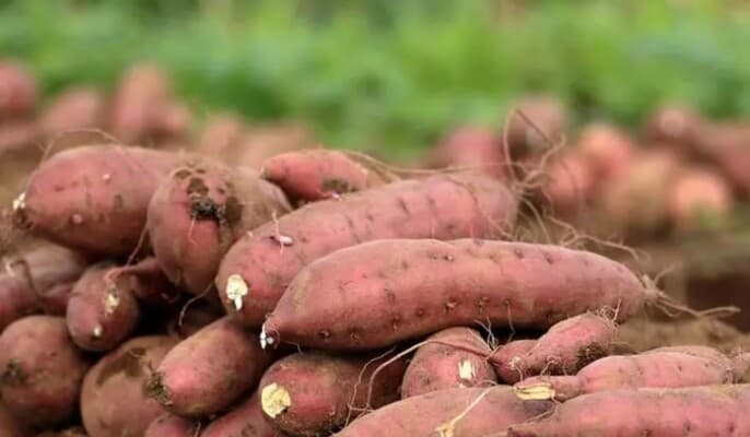 Why Have Sweet Potatoes Become a Popular Choice in Healthy Diets?