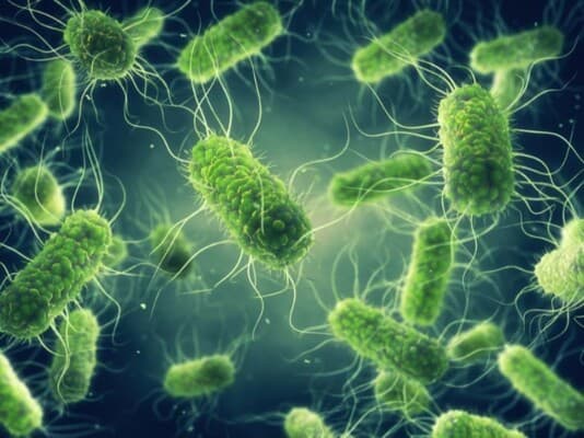 Salmonella risk from common fruit