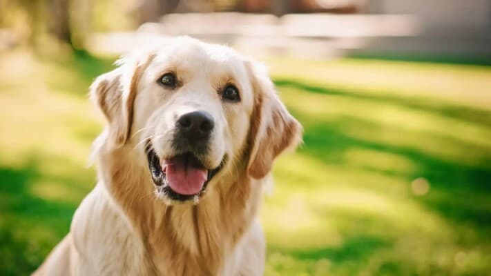 Dog sacrifices life to save family from snake