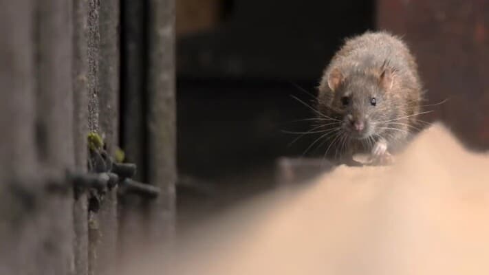Controversy Over Mouse on Bread Trays