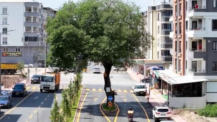 Ancient tree draws tourists in Turkey