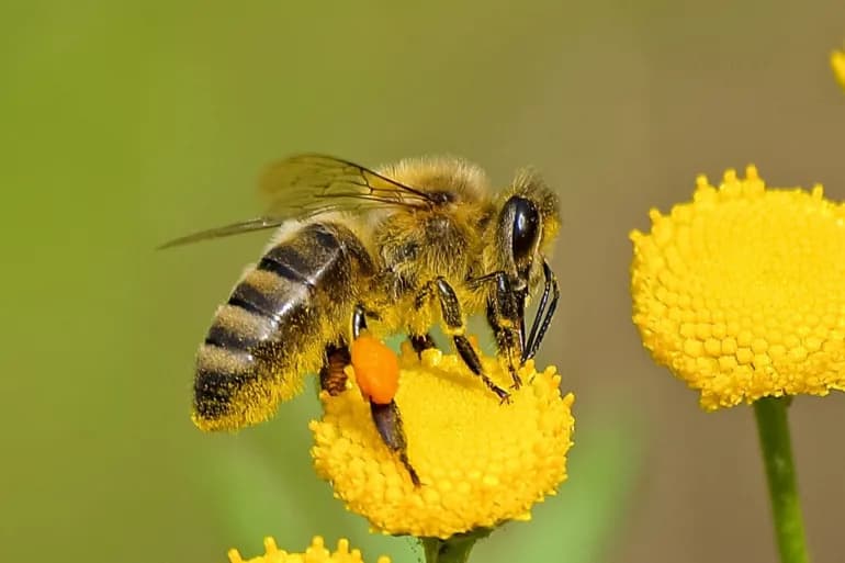 Bee sting during juice drink leads to hospital stay
