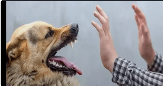 Stray Dogs Plague Zarqa Residents