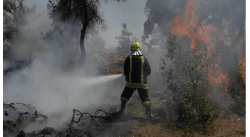 Over 6,000 trees lost in Jordan over two years