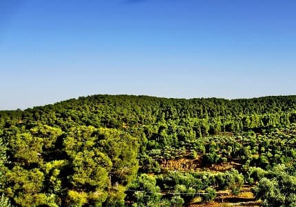 زراعة جرش تقدم خدمات وشتلات