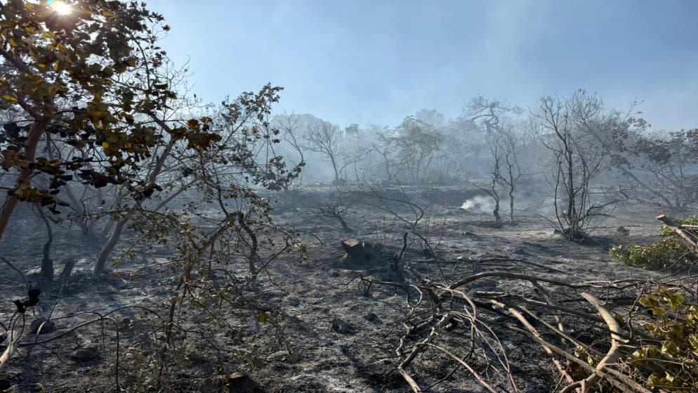 Agriculture Minister monitors Ajloun-Jerash fire