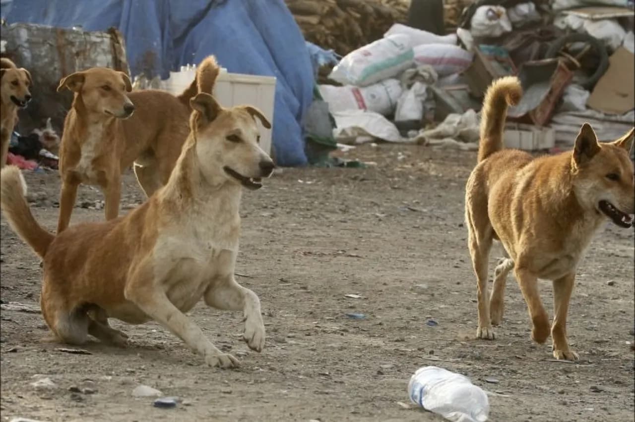 Jordan reports 9586 dog bites in 2022