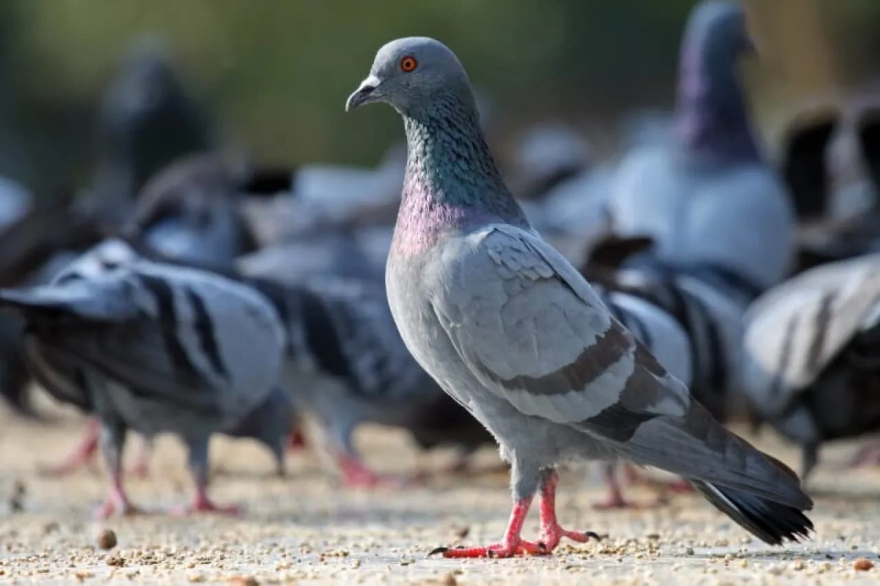 Pigeon hunting season begins in the Kingdom