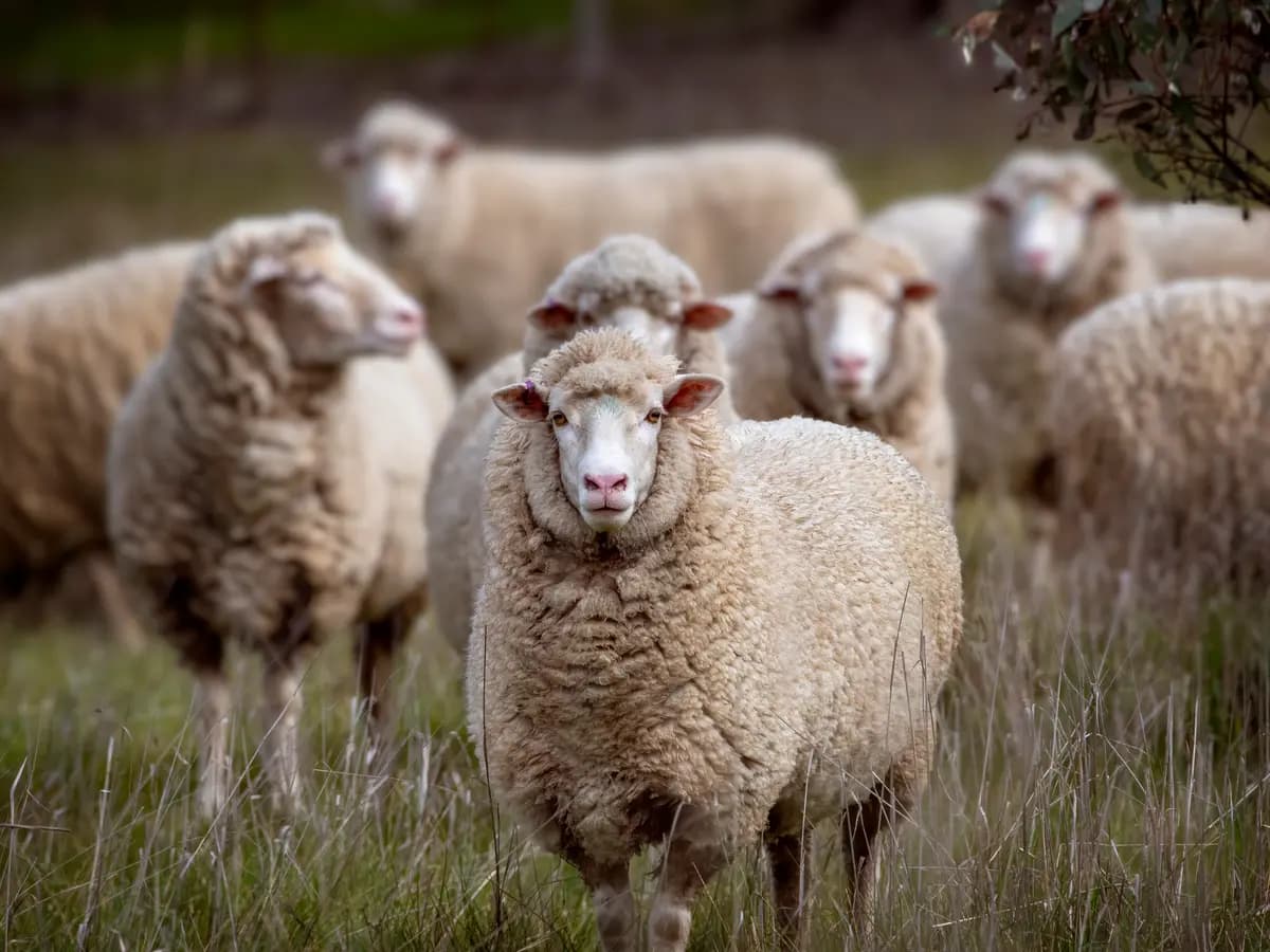 Iraq Seizes Contaminated Sheep from Georgia