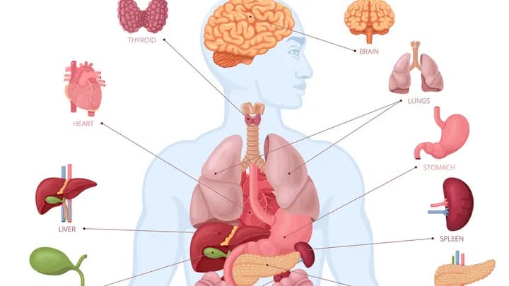 وزير الأوقاف: التبرع بالأعضاء صدقة جارية