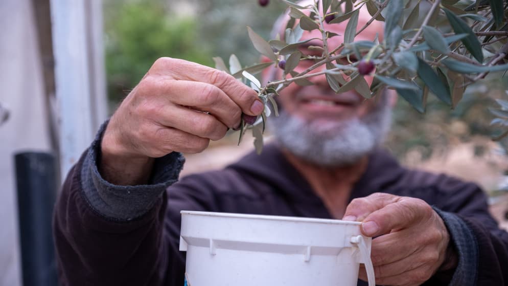 Next month's olive harvest ups oil prices