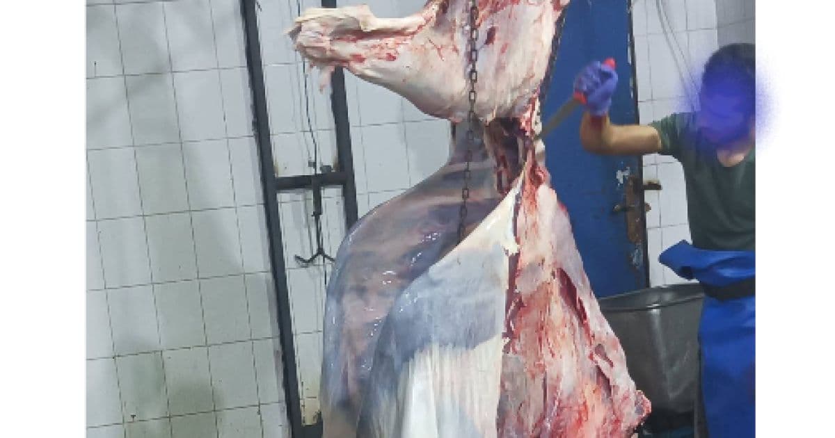 Al-Mafraq: Cow found unfit for consumption in vehicle