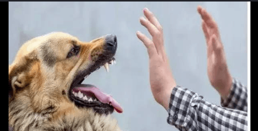 Stray Dog Injures Two Children in Madaba