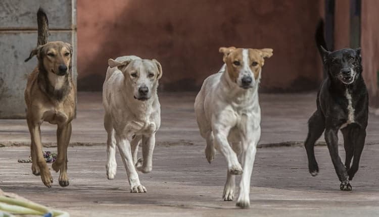 Child dies after stray dog attack in Giza
