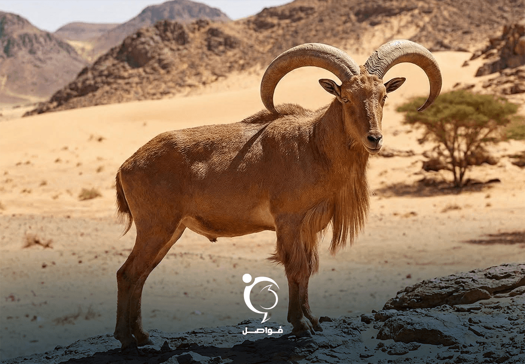 Al-Burari: Wadan Hunting Threatens Ecosystem