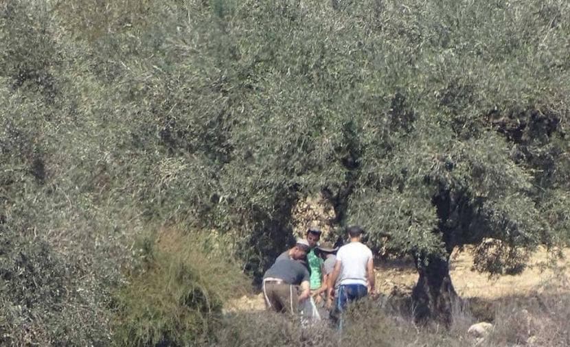 Occupation and settlers attack West Bank olive pickers