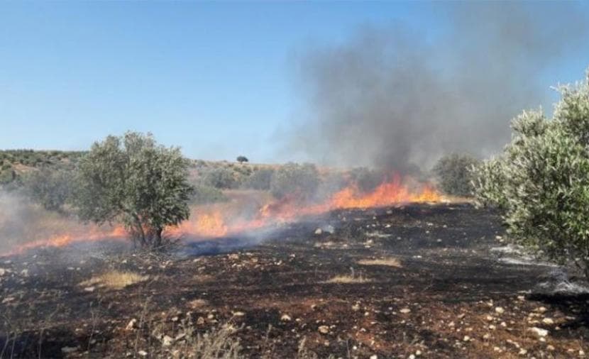 Settler Attacks on Farmers Reach 24