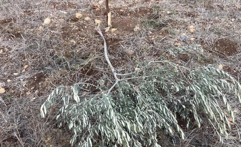 Gaza Olive Harvest Disrupted Again