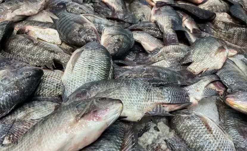 Al-Iqtisad seizes 500kg of unsafe fish in northern Gaza
