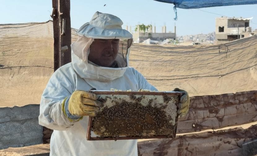 Gaza beekeeper battles damage and costs