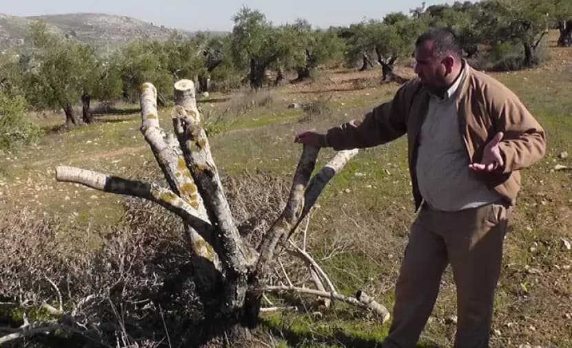 Settlers log dozens of fruit trees near Jenin