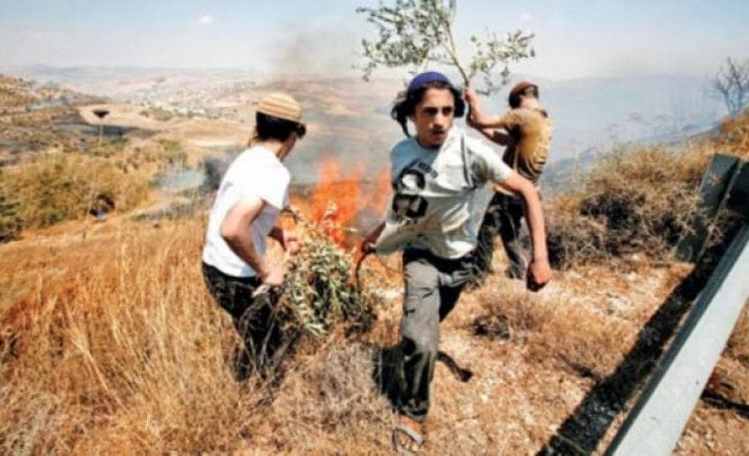 Settlers remove 450 guava trees in Khirbat Faresin