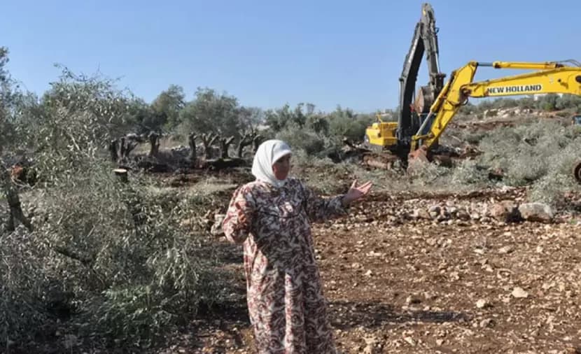 الاحتلال يوقف قطع أشجار الزيتون جنوب جنين