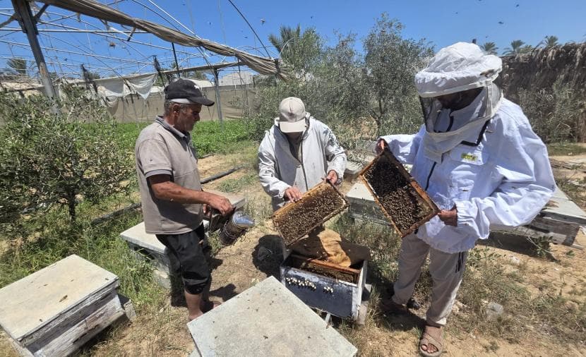 Samah Al-Aqqad rebuilds hive in Khan Yunis