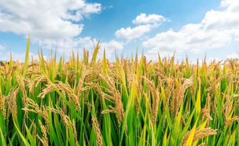 Climate change endangers global rice supply