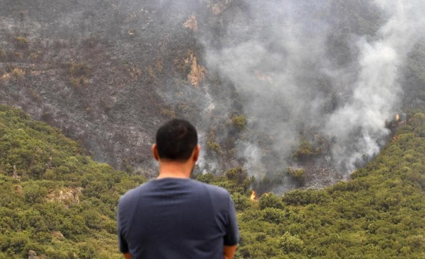 Algeria Reviews Forest Fire Losses