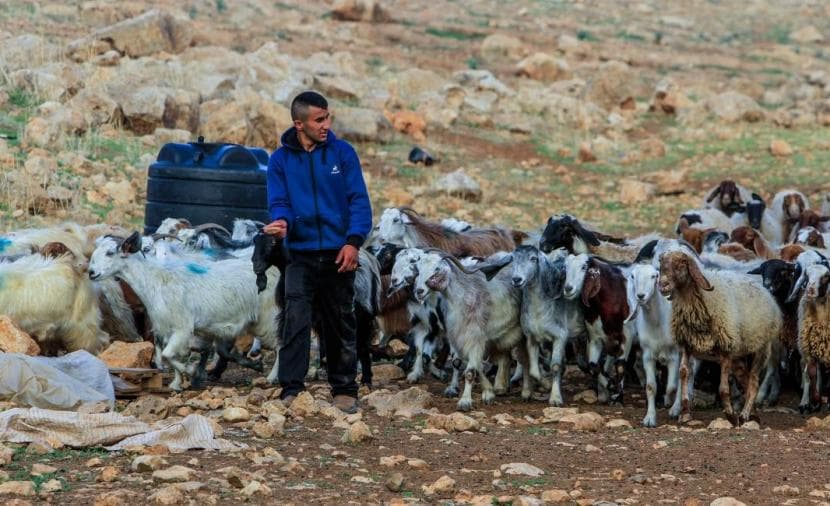مستوطنون يسرقون غنم وحصانا في دير دبوان