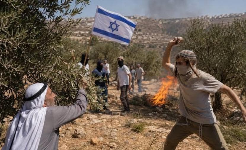 Occupation launches 17 attacks on olive trees