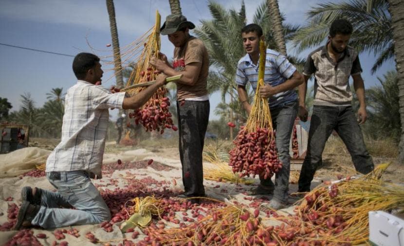 Gaza Date Harvest Declines Significantly