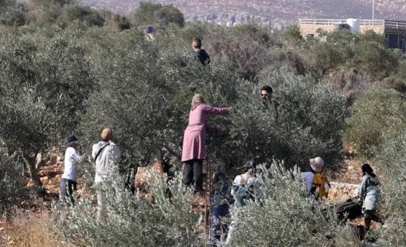 دعوات للنفير لحماية موسم الزيتون في دير أبو مشعل