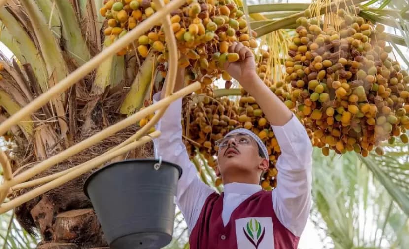 السعودية تتصدر تصدير التمور عالميًا للعام الرابع