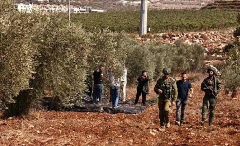 بطاركة القدس يدعون للمحاسبة على اعتداءات المستوطنين على الزيتون