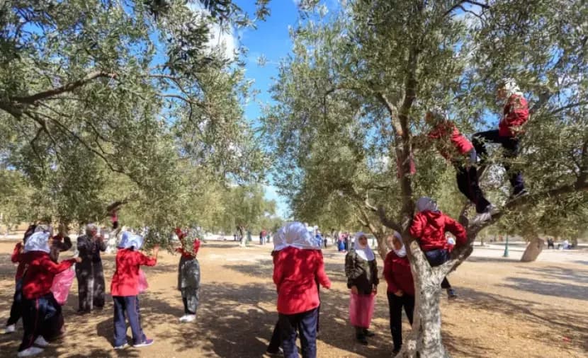 أشجار الزيتون في الأقصى تثبت هويتها