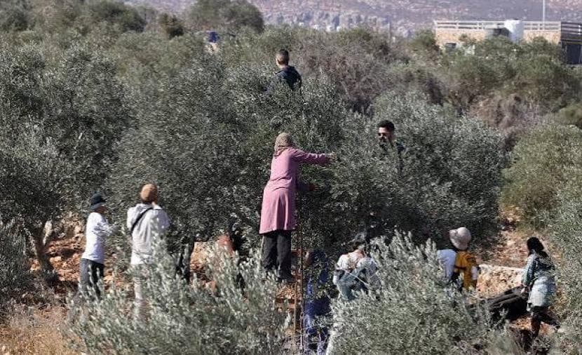 كاتس يطرد ناشطين أجانب من الحقول