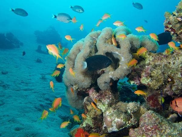Jordan Marks Aqaba Marine Reserve's UNESCO Listing