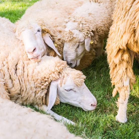 Romanian sheep exit Jordan market
