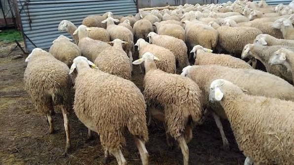 تجه 14 ألف غنم من إسبانيا إلى الأردن عبر طرطوس