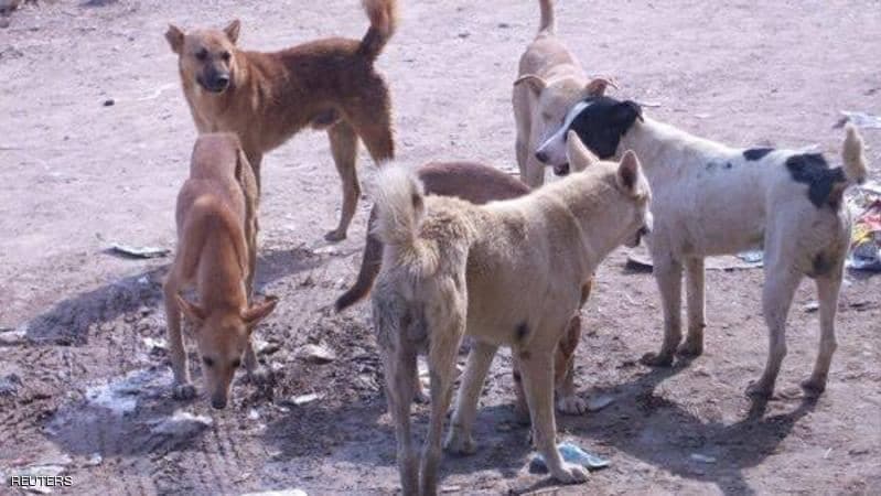 Local Admin trains staff and doctors on stray dog control