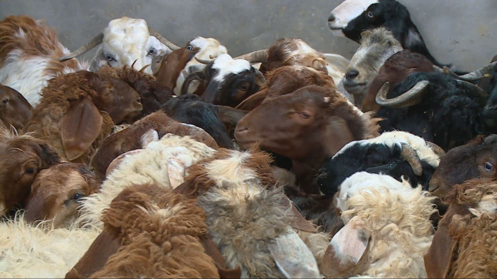 45% of meat supplied locally