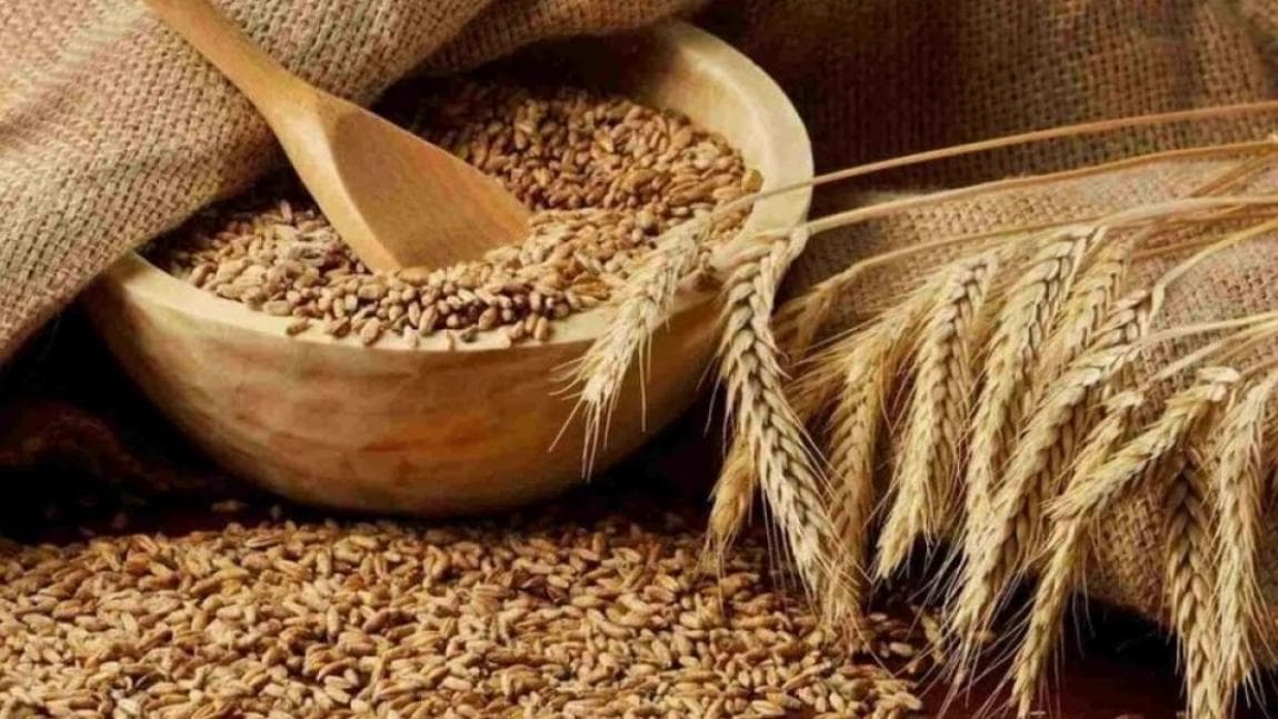 الأردن يعلن عن مناقصة لشراء 100 ألف طن من الشعير