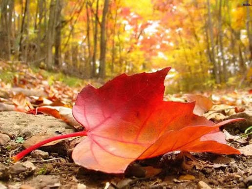 Autumn Air Brings Cooler Nights