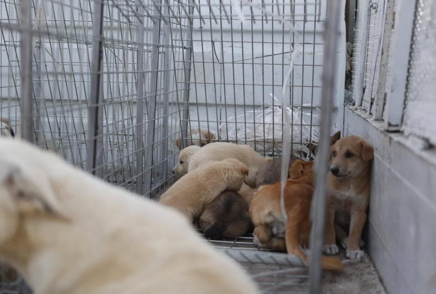 Ma'an Municipality Starts Stray Dog Campaign