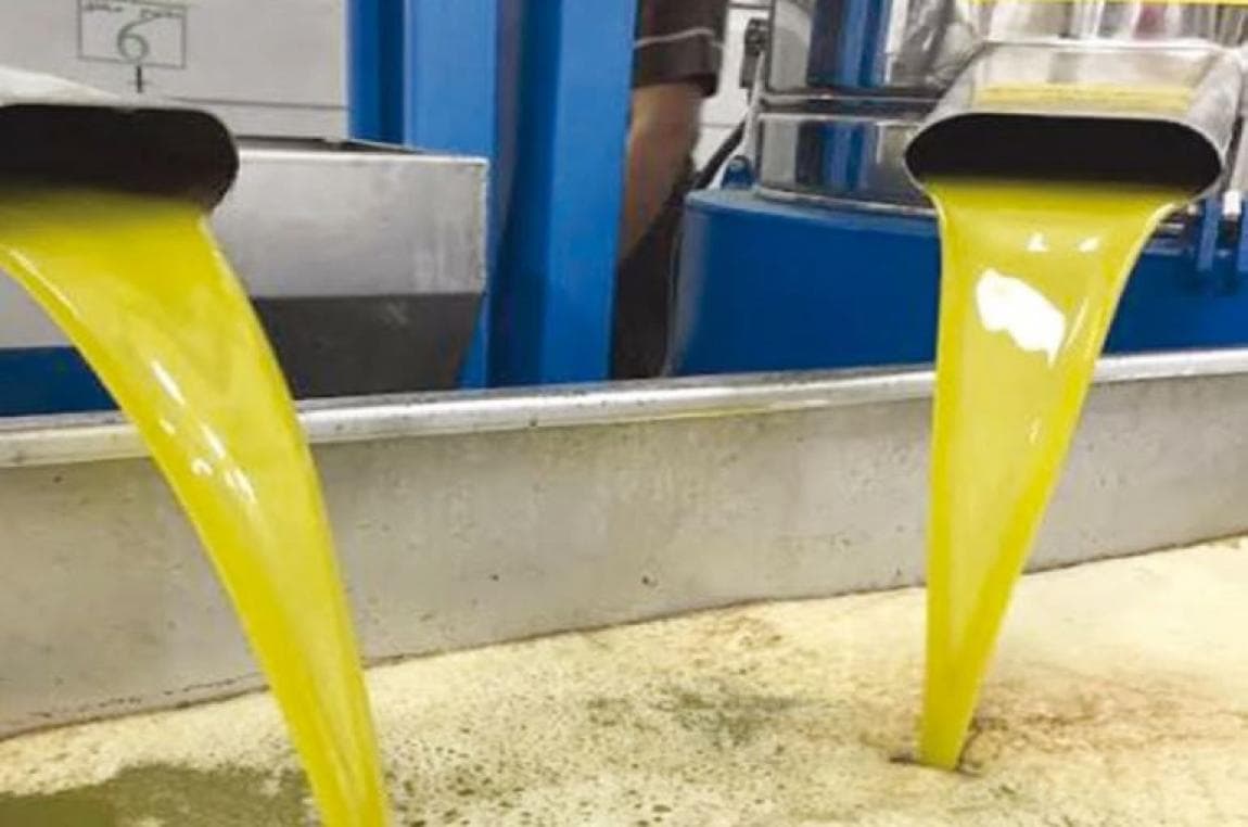 Al-Muasir: Olive Season Start Delayed