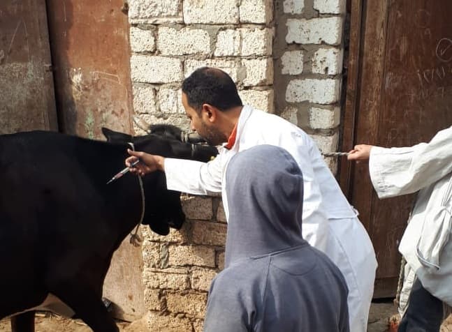 بدء الحملة الوطنية الثانية لتلقيح الماشية في الفيوم