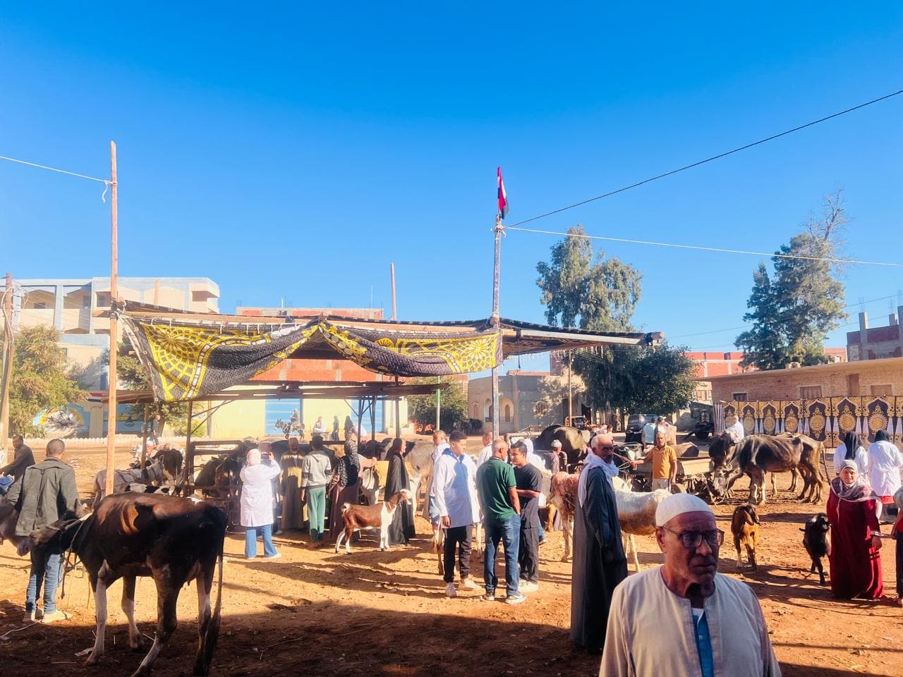 Gharbia Veterinary Convoy Examined 10,000 Birds and Livestock