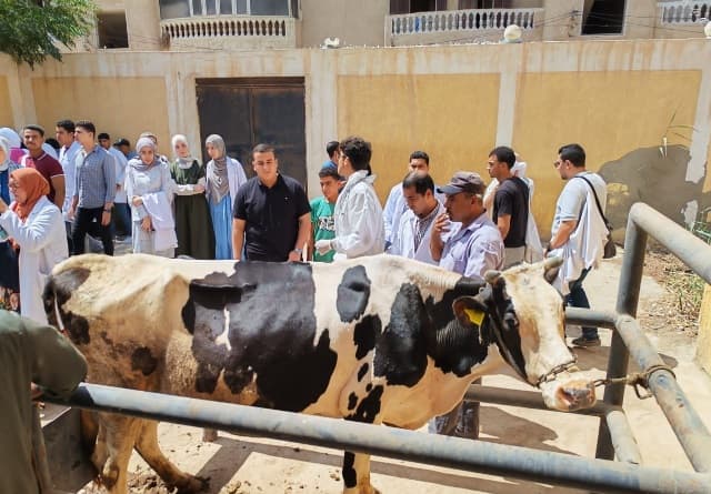 جامعة كفر الشيخ تنظم قافلة بيطرية مجانية